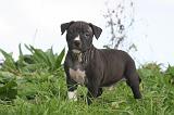 AMSTAFF  PUPPIES 265